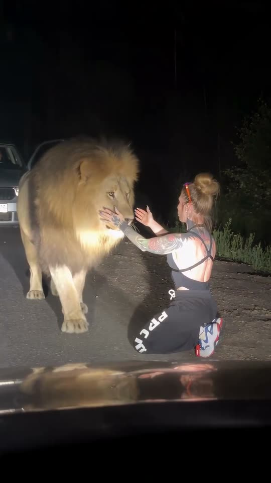AI Lion Friend AI video example