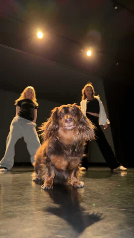 The original Single Ladies dachshund Single Ladies Dog reel by @king_odiee