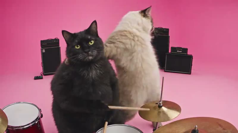 The original APT pink studio cats APT Pink Studio Duo reel by @misf1tscinema