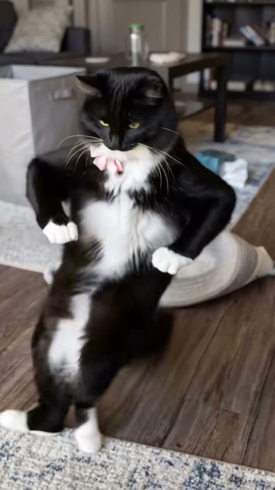 The original C-Walk dancing cat C-Walk AI Dance reel by @4stayathomecats