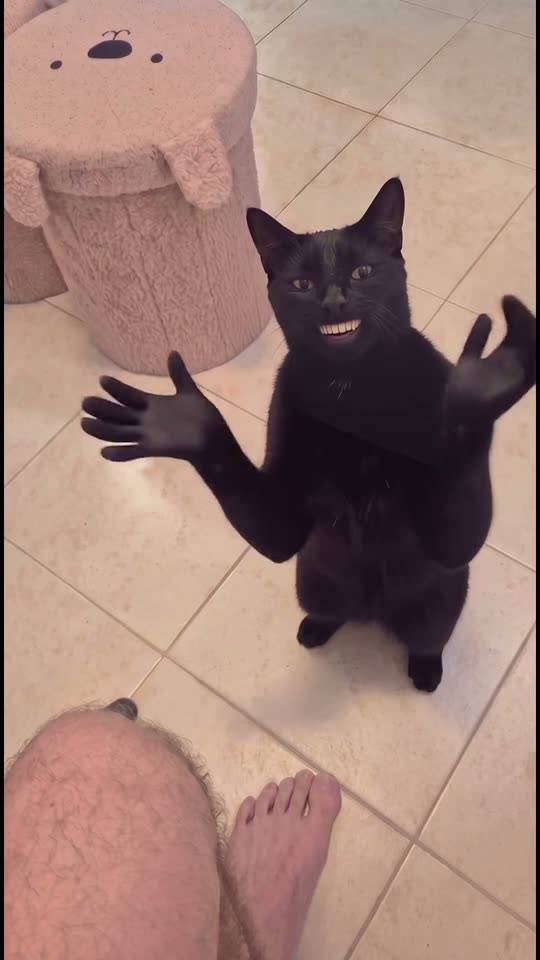 Clapping Cat AI video example