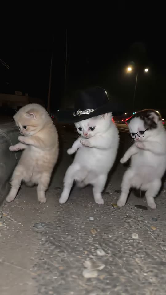 The original La Calabaza dancing kittens La Calabaza Dance reel by @meowtakeover