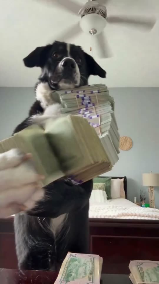 The original The dog that flexes a pile of cash Money Flex reel by @clash