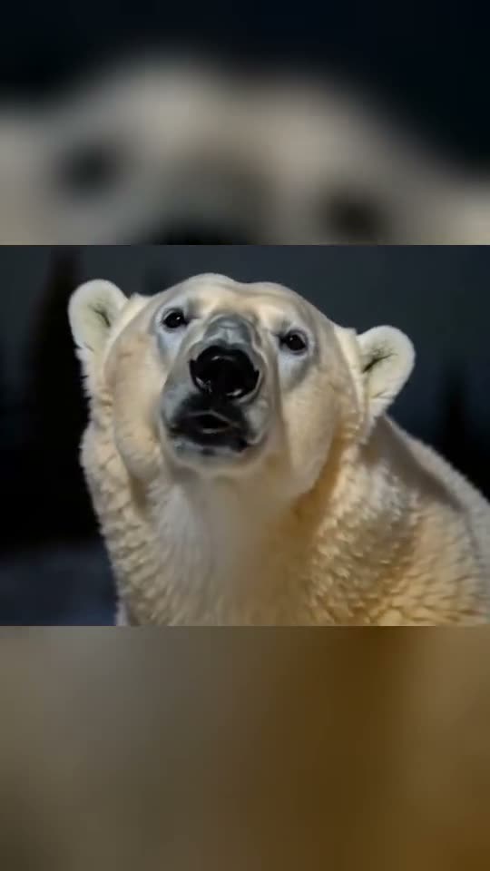 Polar Bear 2026 AI video example