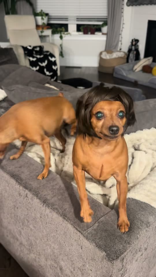 The original Thank You Babeh dog in a wig Thank You Baby AI reel by @packofpinschers