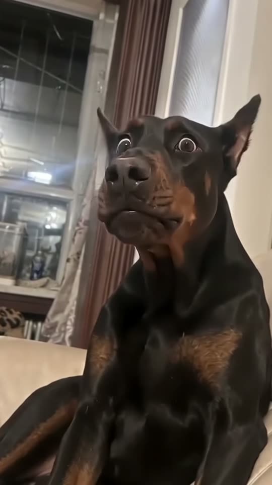 Whining Dog AI video example